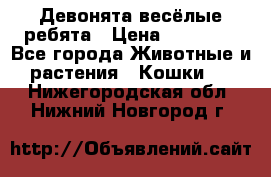 Девонята весёлые ребята › Цена ­ 25 000 - Все города Животные и растения » Кошки   . Нижегородская обл.,Нижний Новгород г.